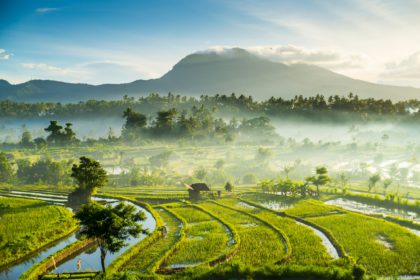 Rice fields, Bali, Indonesia