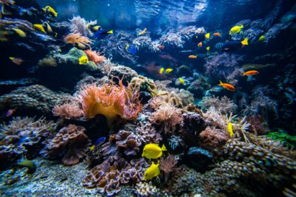 Underwater view of the coral reef